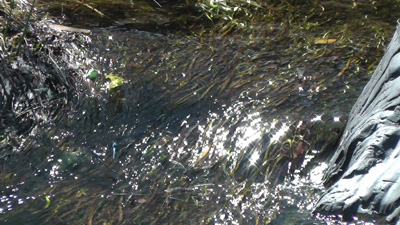 Diphlebia nymphoides